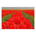 Red Tulips Field Photo