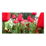 Red Tulips Looking Up Personalized Photo Card