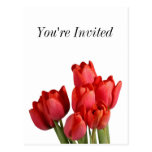 Red tulips postcard