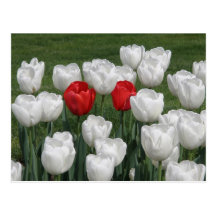 Red Valentine Tulips Postcard
