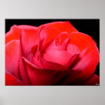 Red Velvet, S Cyr Print