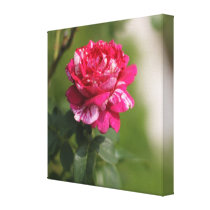 Red & White Hybrid Tea Rose canvas prints