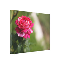 Red & White Hybrid Tea Rose canvas prints