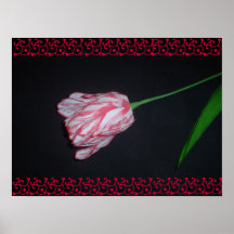 Red & White Tulip Poster
