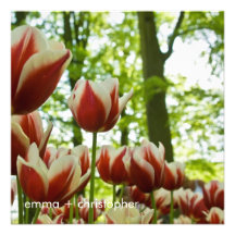 Red & White Tulips DSC0869 Custom Invites