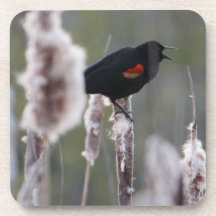 Red-winged Blackbird  (Agelaius phoeniceus) Beverage Coaster