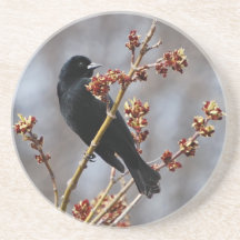 Red-winged Blackbird Coasters