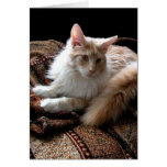 Red with white Maine Coon in the sun Greeting Card