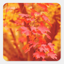 RED YELLOW AUTUMN LEAVES FALL MAPLE NATURE BEAUTY SQUARE STICKERS