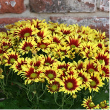 Red Yellow Flowers against brown red brick wall Photo Sculpture