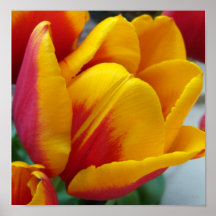 Red Yellow Tulip Print
