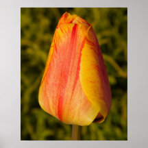 Red Yellow Tulip Print