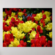 Red-yellow Tulip Stand Print