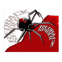 Redback Spider Postcard