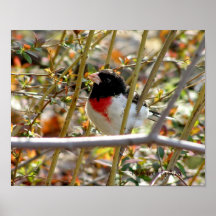 Redbreasted Grosbeak ~ Photograph by Risa ~ Print