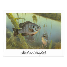 Redear Sunfish Painting Postcard