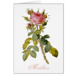 Redoute Rose  - Customisable Cards