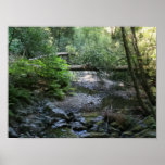 "Redwood Creek", Muir Woods Print