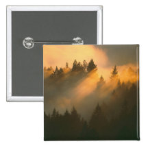 Redwood trees in coastal fog, Marin County, Pinback Buttons