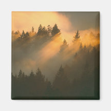 Redwood trees in coastal fog, Marin County, Refrigerator Magnet