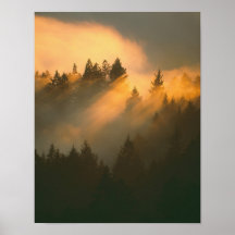 Redwood trees in coastal fog, Marin County, Print