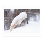 reed in snow postcards