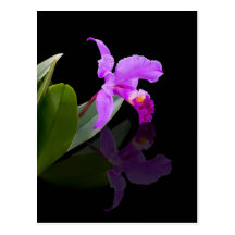 Reflected Beauty Orchid  Postcard