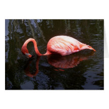 Reflecting Flamingo Card