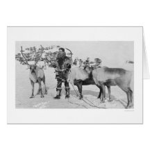 Reindeer Herd Alaska 1909 Greeting Card