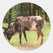 Reindeer Stickers