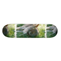 Relaxing Kangaroo Skateboard
