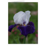 Religious Birthday Cards -- Purple Iris
