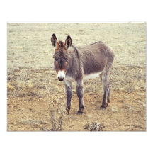 Resident Burro 11x14 Photo Art