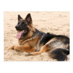Resting German Shepherd Dog Postcard
