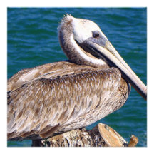 Resting Pelican Invitation