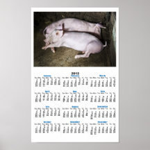 Resting Pigs Poster Calendar