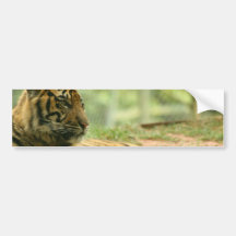 Resting Tiger  Bumper Sticker