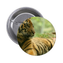 Resting Tiger  Button