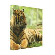 Resting Tiger  Canvas Print