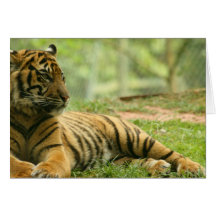 Resting Tiger  Greeting Card