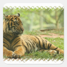 Resting Tiger  Sticker