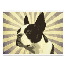 retro boston terrior photograph