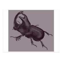 Rhino Beetle, Scarabeus Chorinaeus Postcard