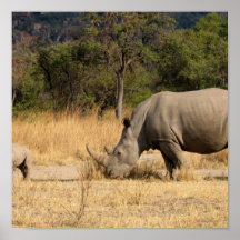 Rhino Family Print