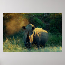 Rhino prints, images, pictures, photos