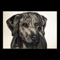 Rhodesian Ridgeback Dog Art - zulu posters