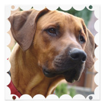 Rhodesian Ridgeback Invitation