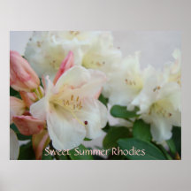 RHODIES White Azalea Flowers 4 Art Prints Posters