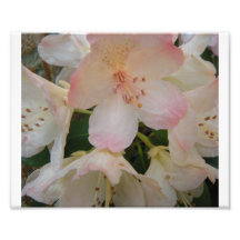 Rhododendron
