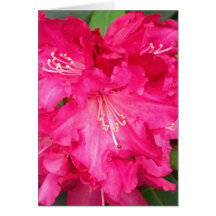 Rhododendron In Pink Greeting Cards